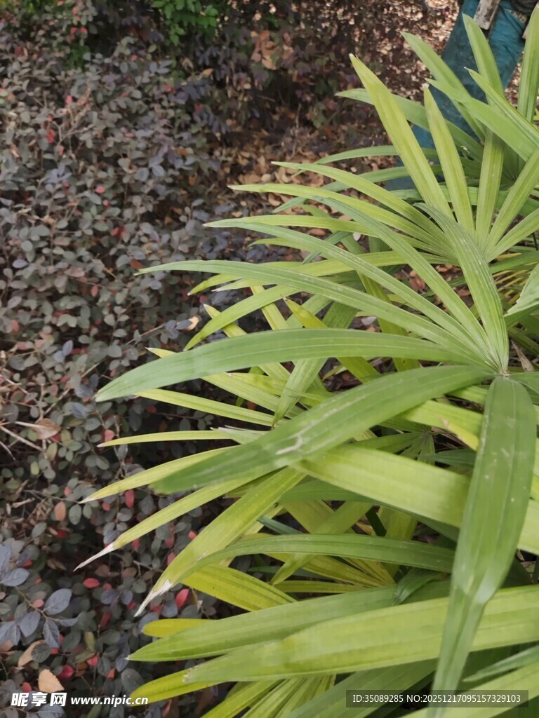 翠绿细长叶片的植物