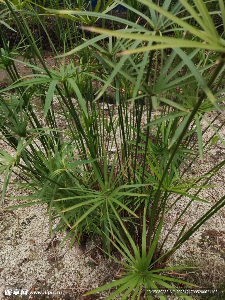 翠绿旱伞草生长于石缝间