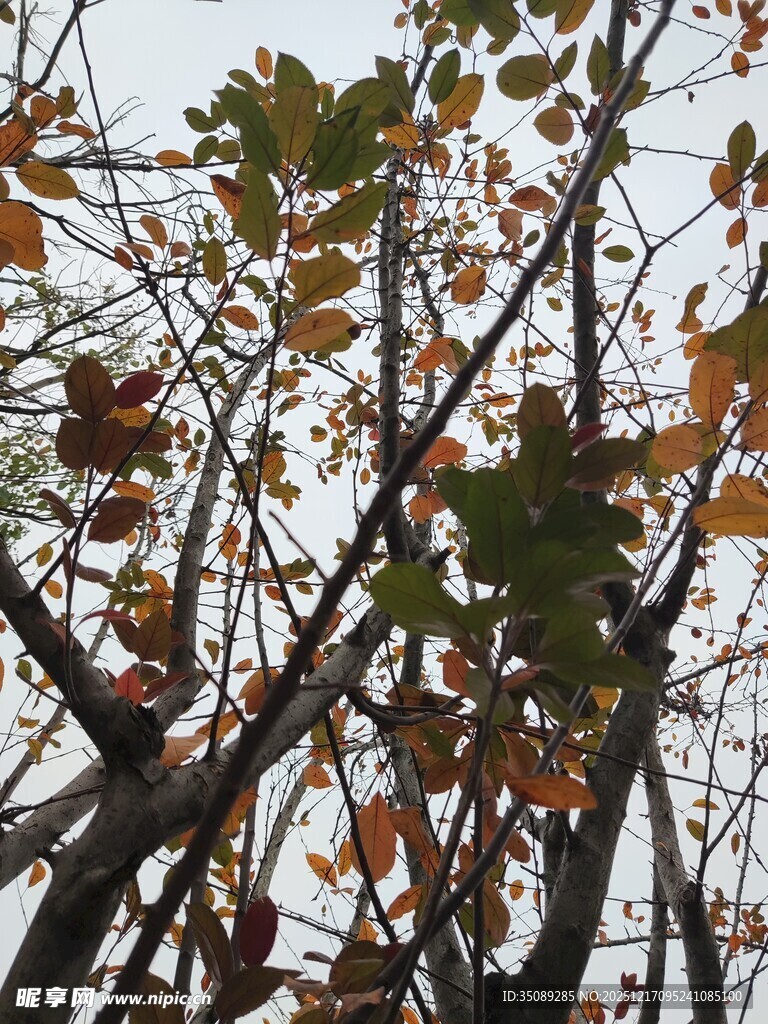 秋日枝头斑斓树叶