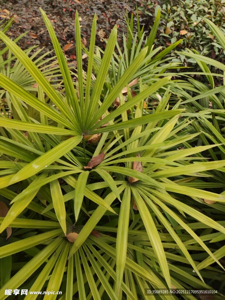 翠绿舒展的植物叶片