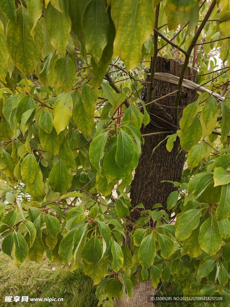 绿叶掩映中的木质小屋