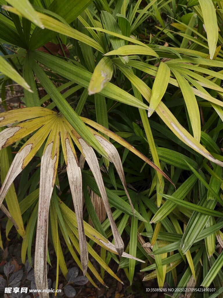 黄绿相间的植物叶片