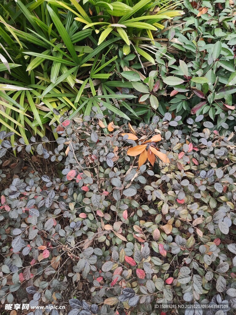 多彩地被植物景观