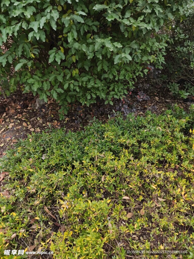 绿植景观层次丰富的植物