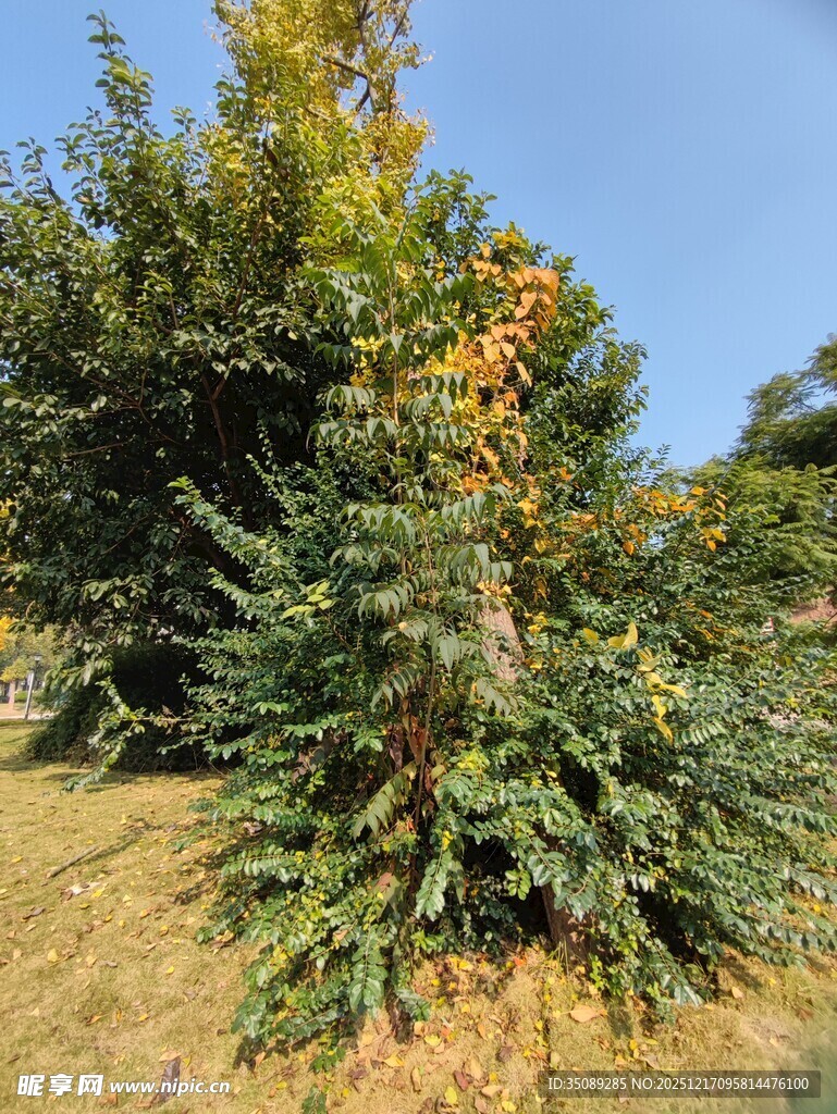 秋日户外绿植景观