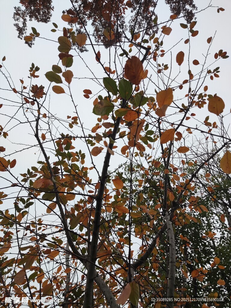 秋日树枝上的斑斓树叶