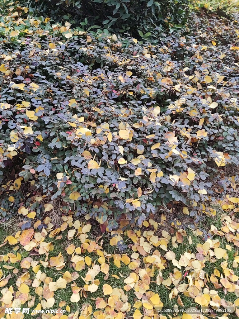 地上缤纷银杏落叶美景