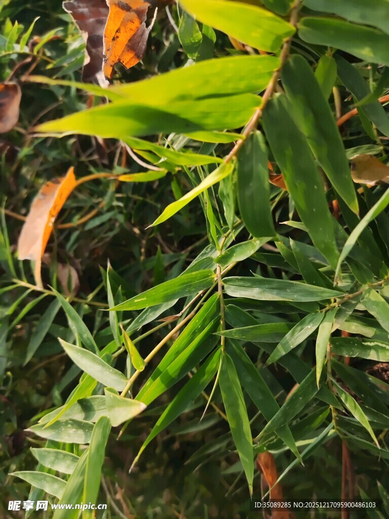 翠绿竹叶与多彩叶片交织