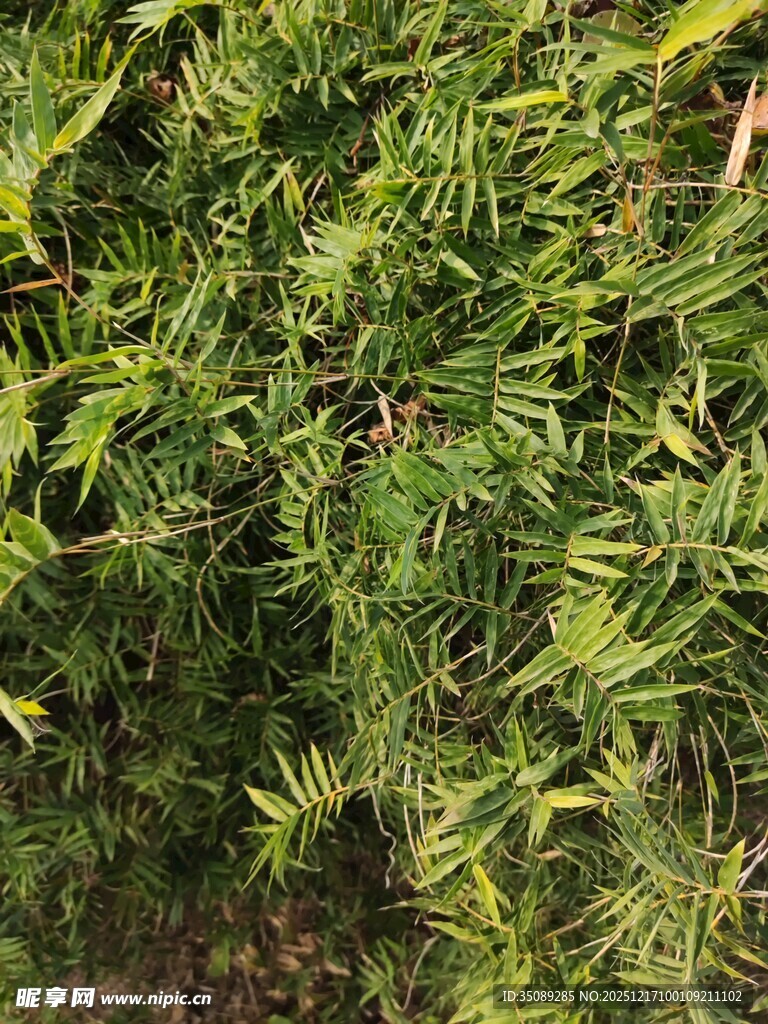 茂密翠绿的植物景观