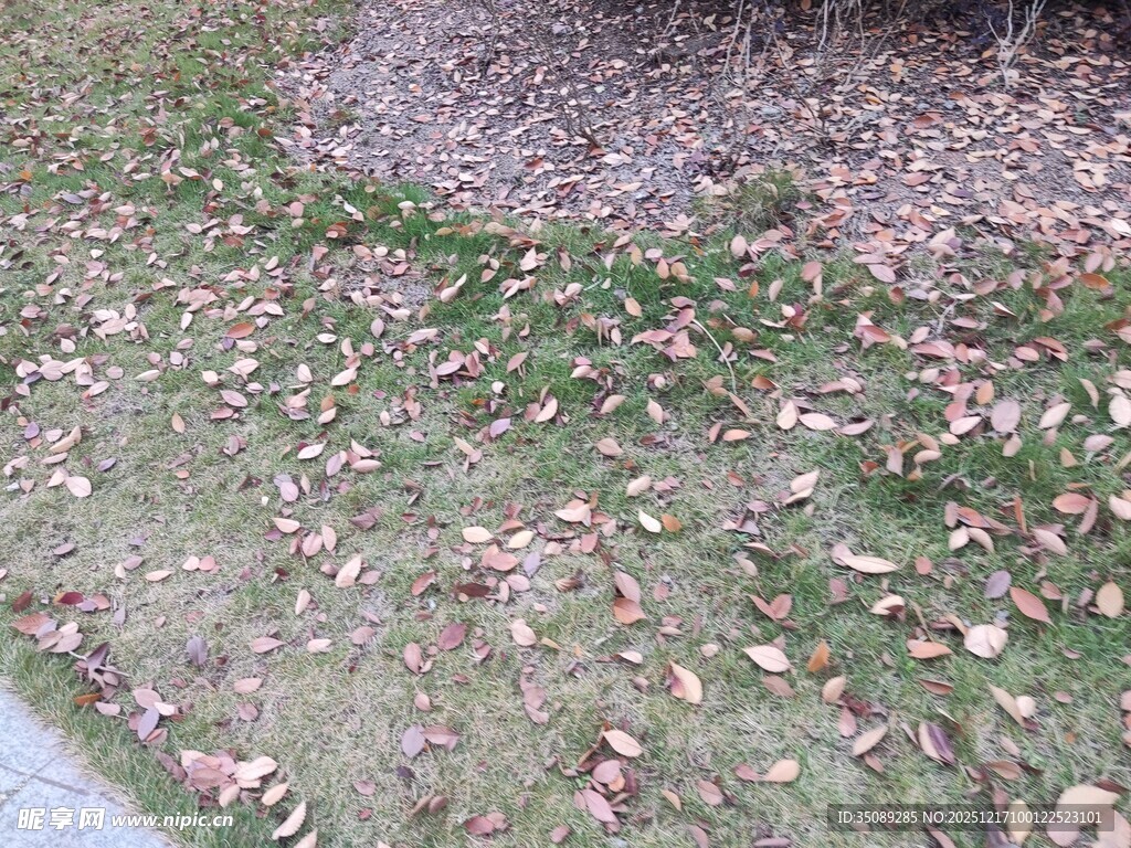 地面散落枯叶的景象