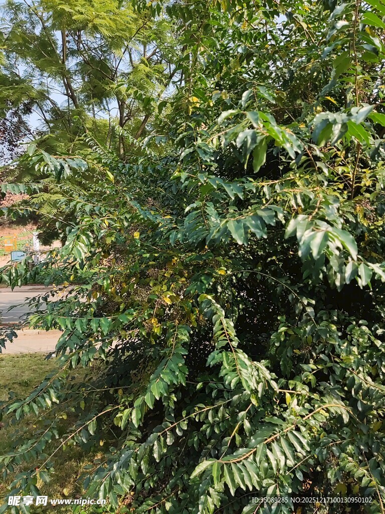 绿叶繁茂的树木