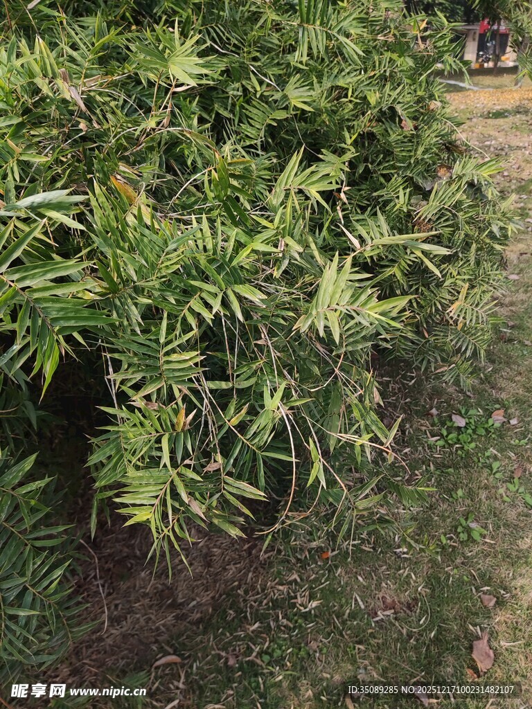 翠绿繁茂的植物景观