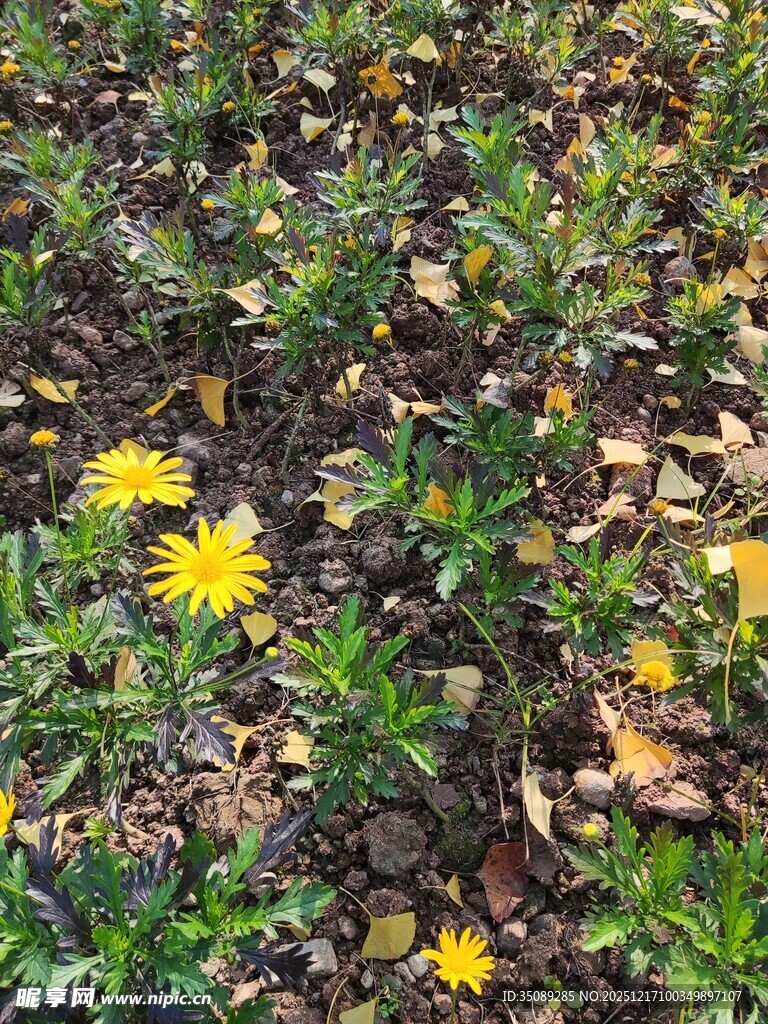 地面上的黄色小花