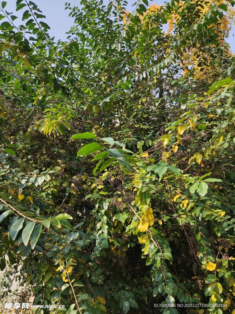 繁茂绿植间的黄色小花
