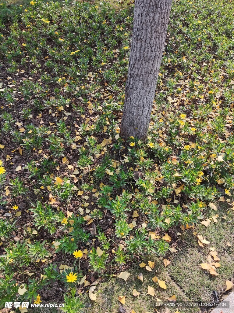 树下落叶与绿植景象