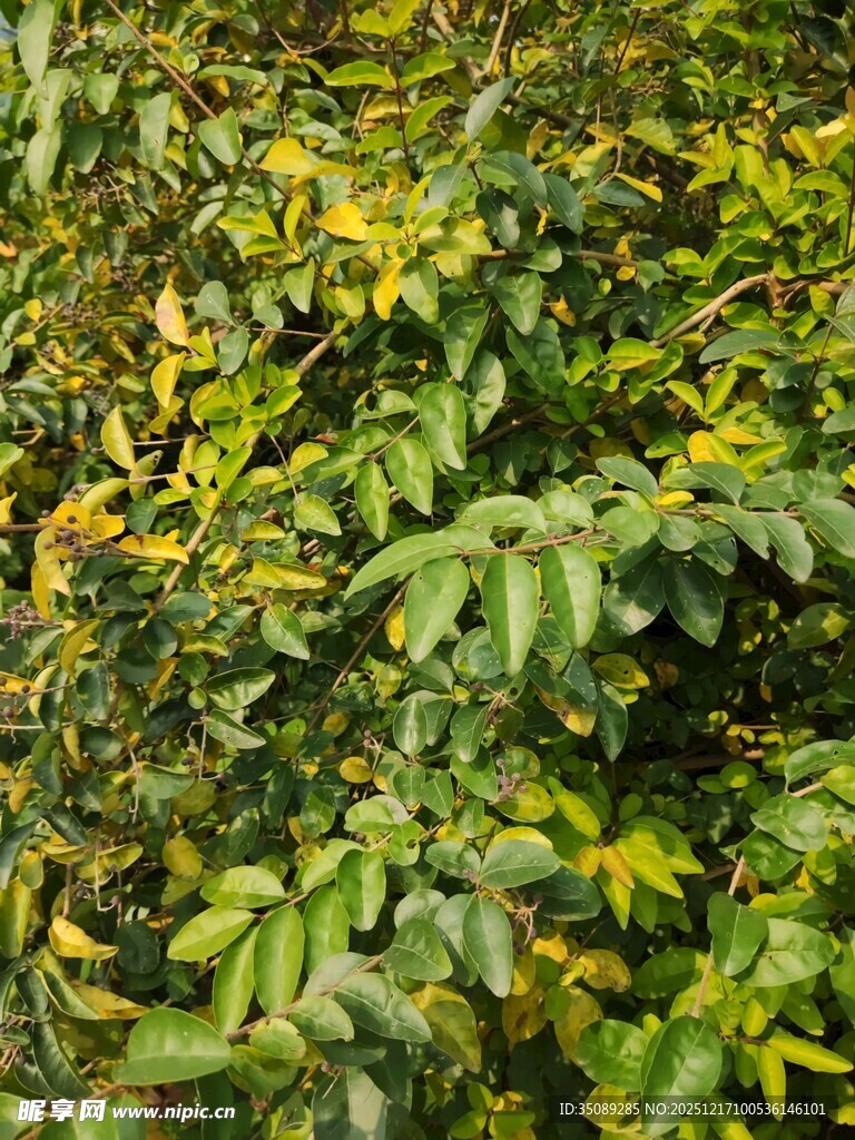 翠绿繁茂的植物叶片