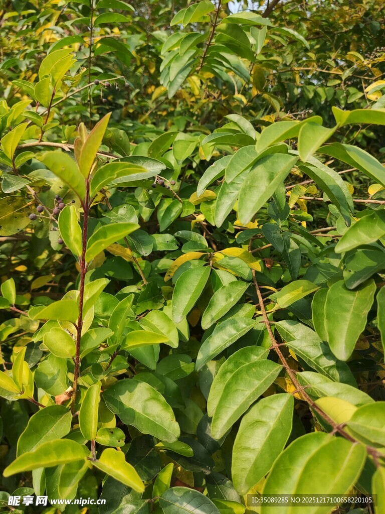 翠绿繁茂的植物枝叶