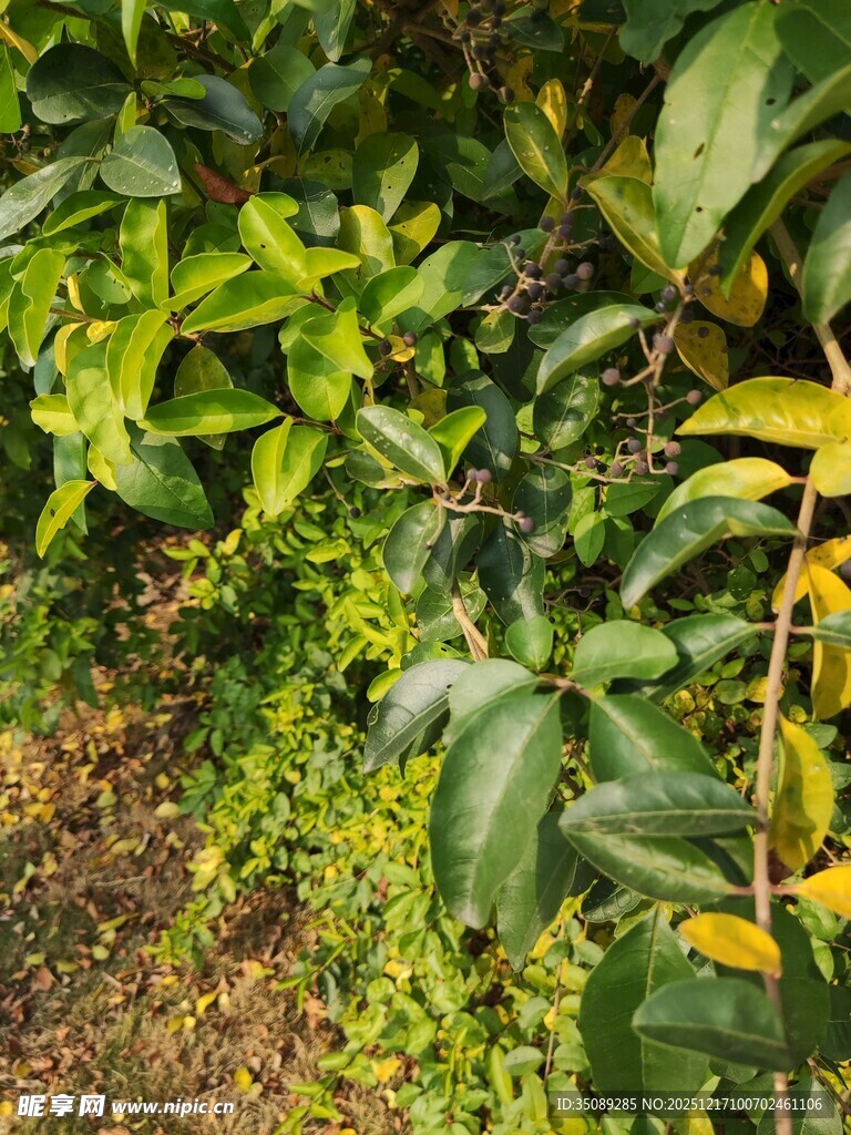 绿叶繁茂的植物景观