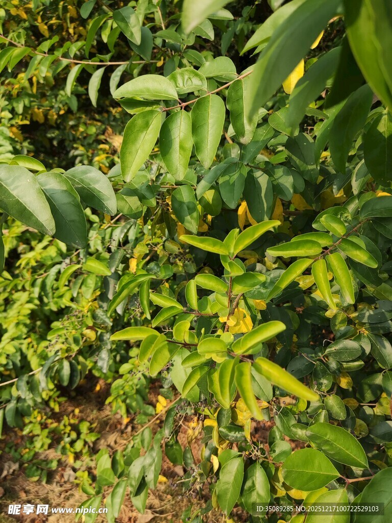 繁茂绿植生机盎然