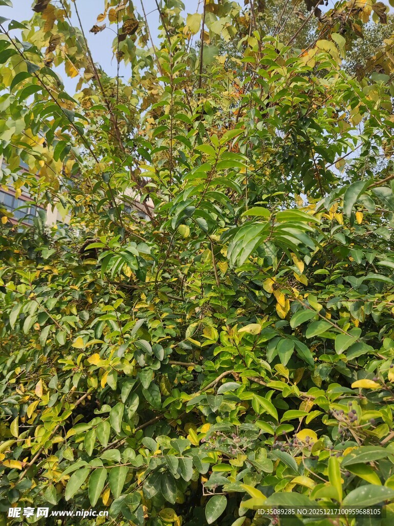 繁茂绿植展现自然生机