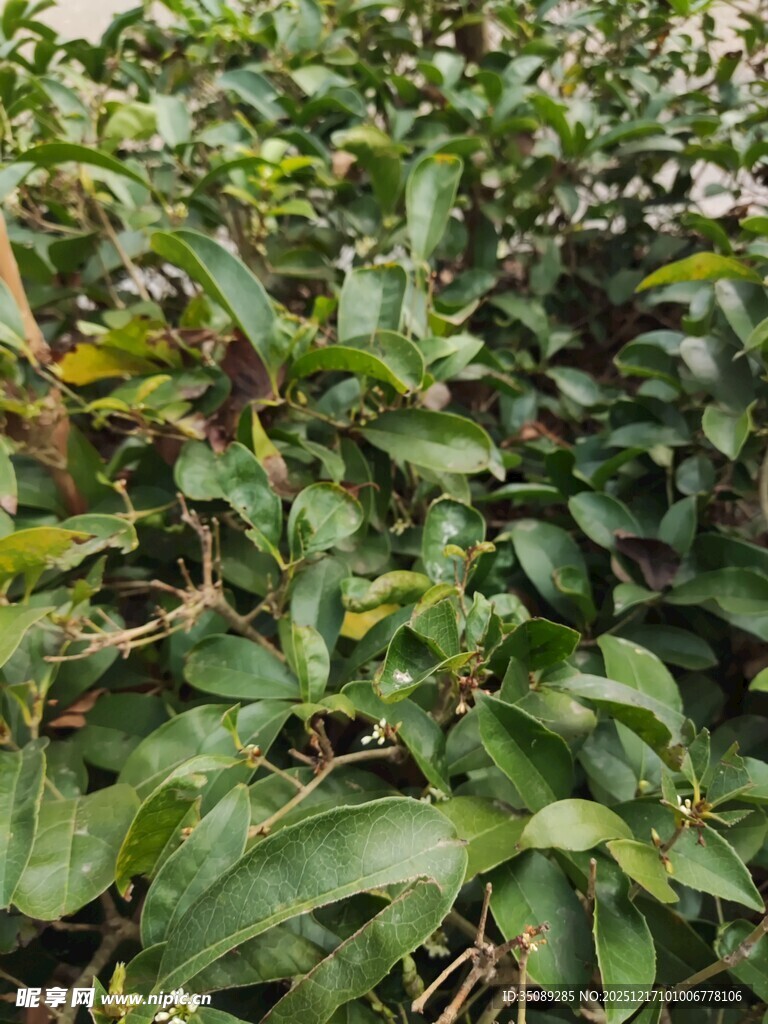 绿叶繁茂的植物景观