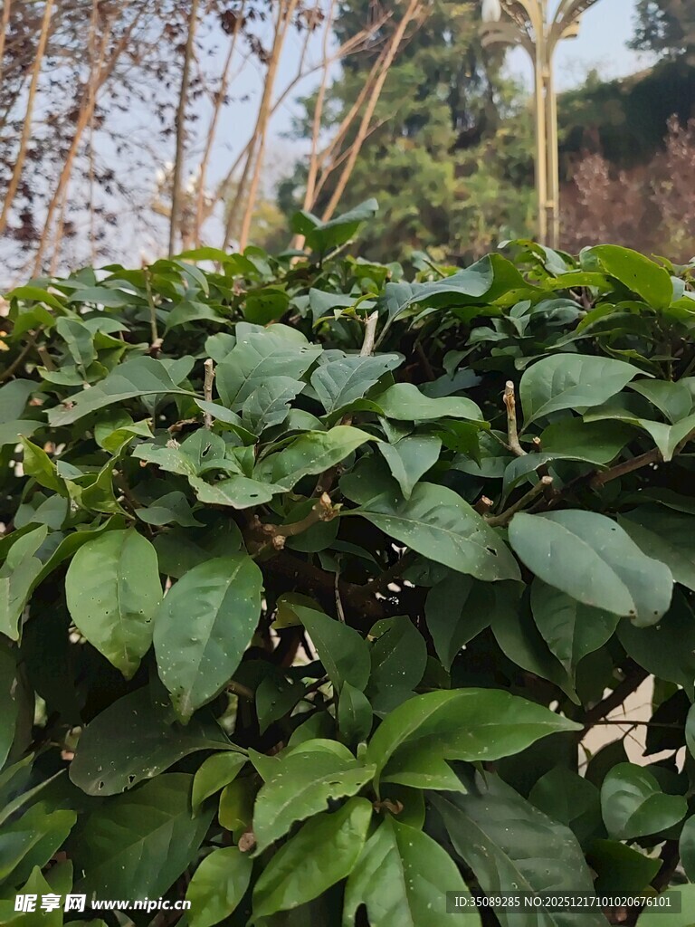 绿叶繁茂的绿植景观