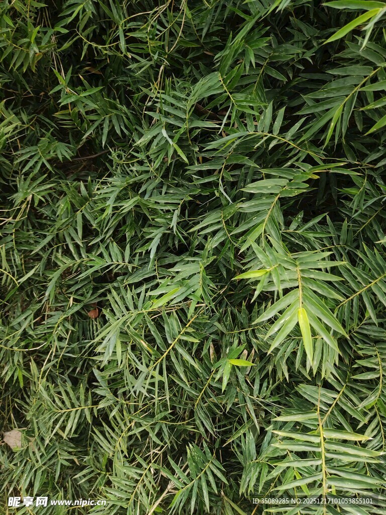 翠绿繁茂的热带植物叶片