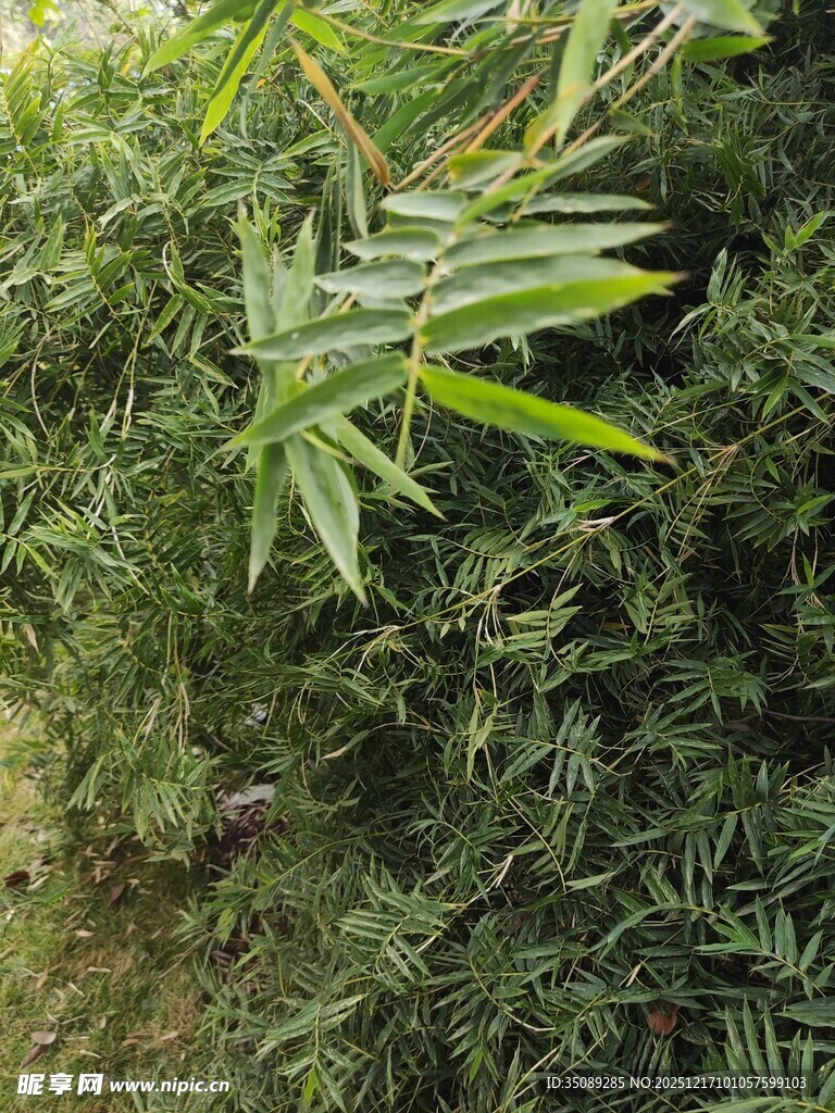 翠绿竹叶于繁茂绿植间