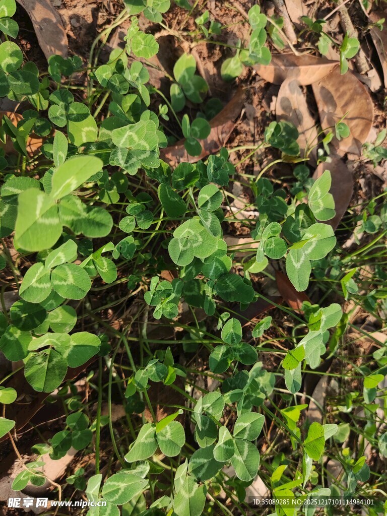 地面上的翠绿植物