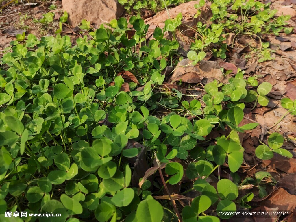 地面上的绿色三叶草植物