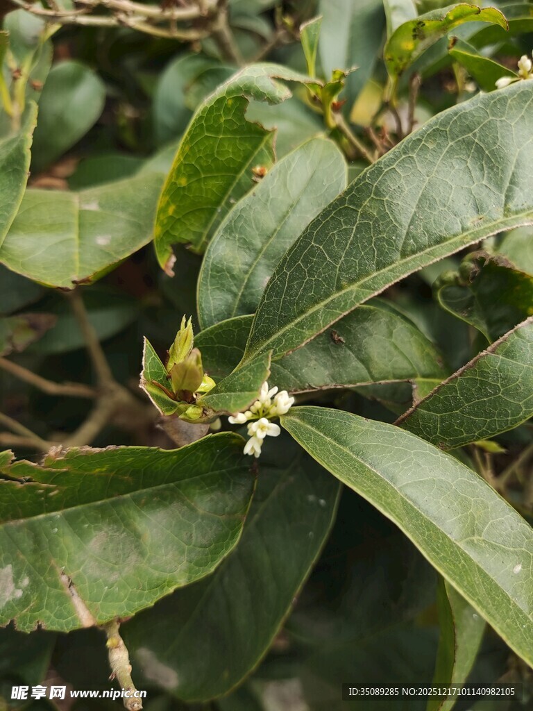 绿叶间的白色小花