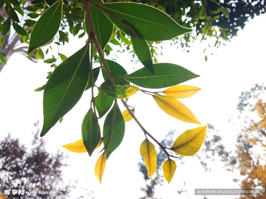 枝头黄绿相间的清新叶片