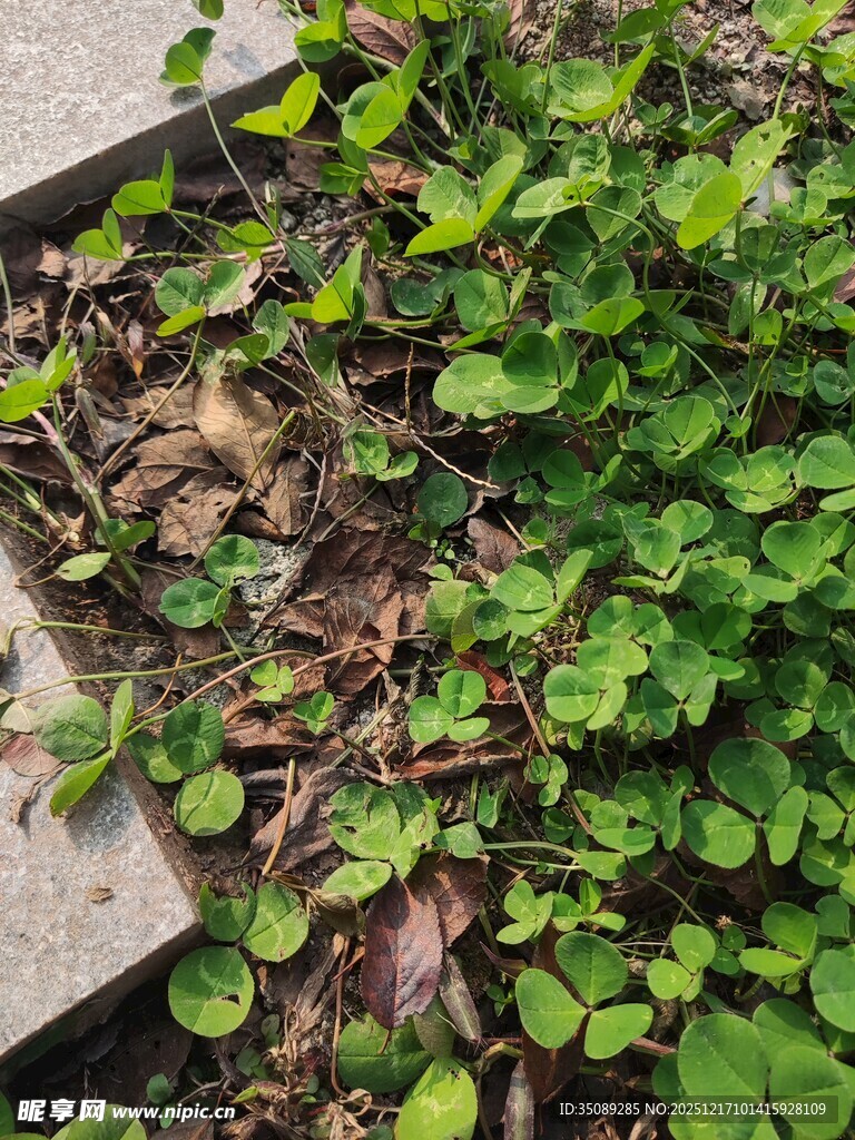 石板旁的翠绿植物