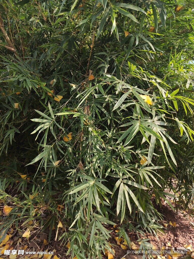 野外生长的绿色植物
