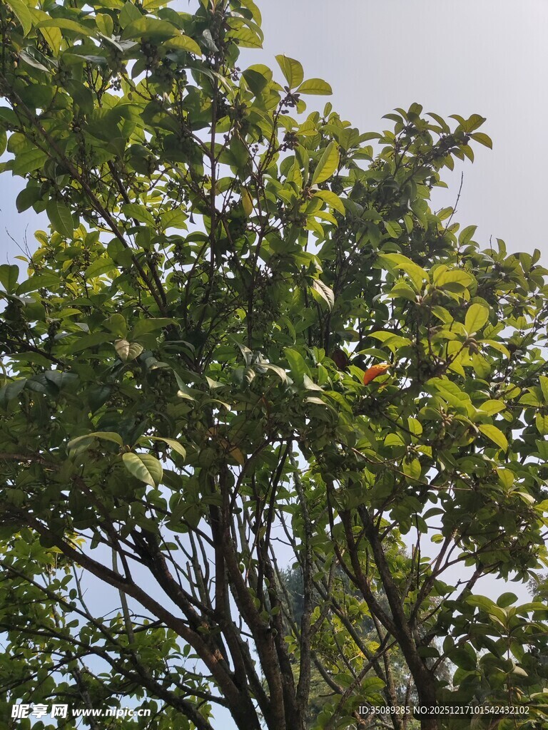 阳光下的繁茂绿树