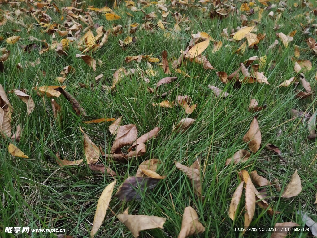 草地上的枯黄落叶