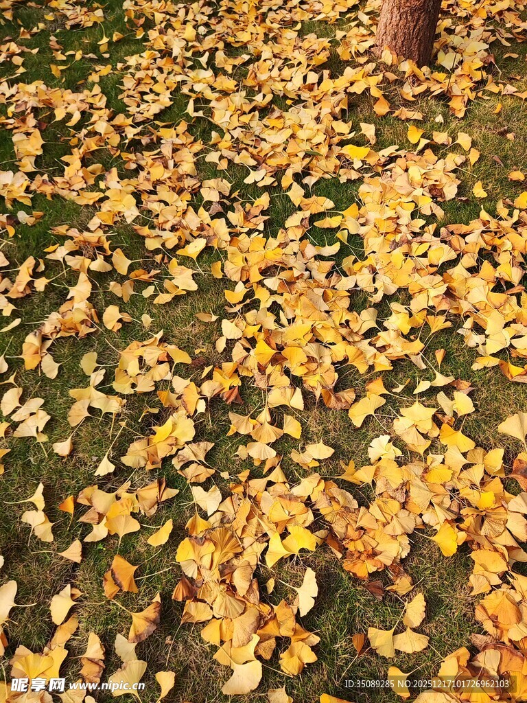 秋日落叶铺满地面景象