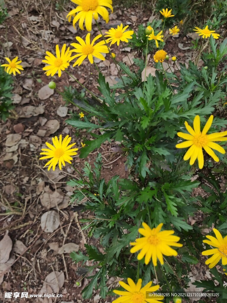 黄色小花绽放于土地间