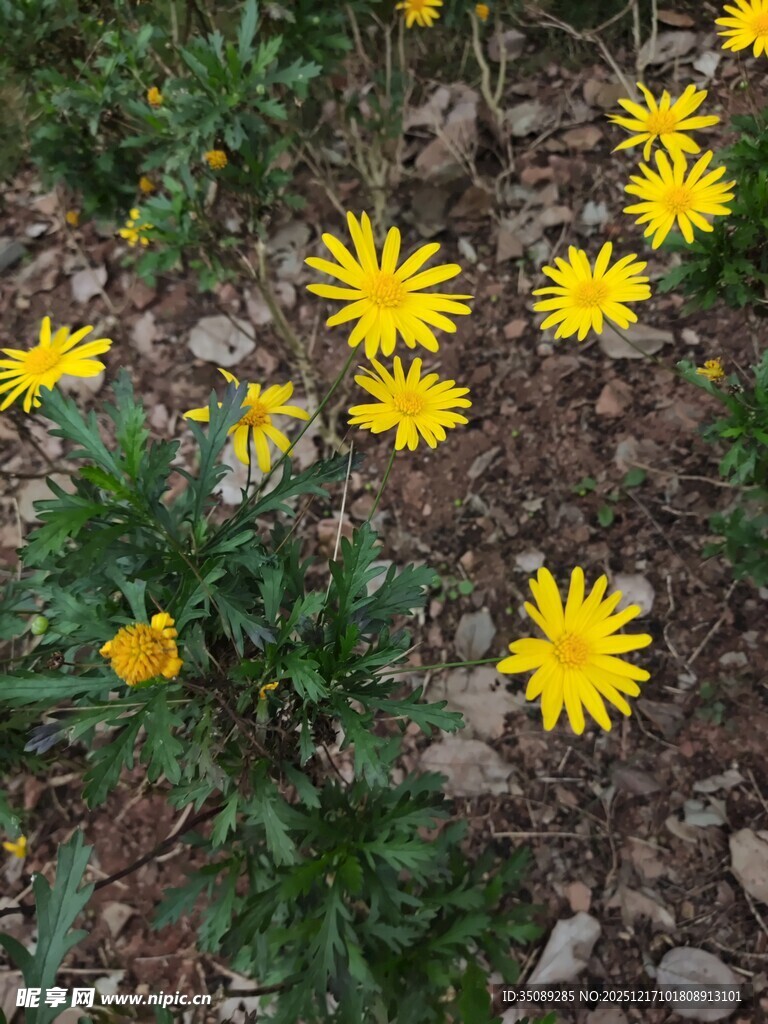 地面绽放的黄色小野花