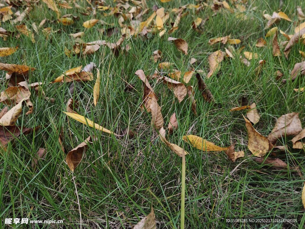 草地上的枯黄落叶