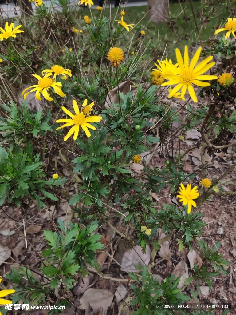 野外绽放的黄色小花