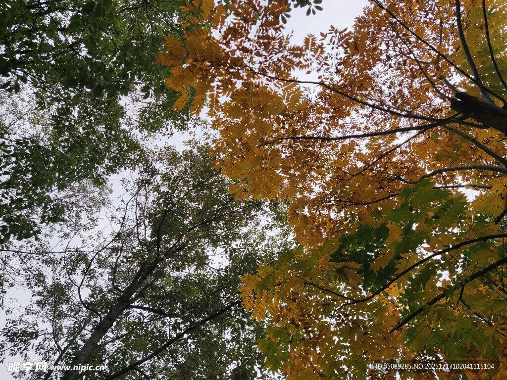秋日林间斑斓树叶景致