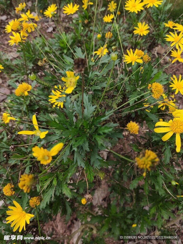 春日黄花绽放美景