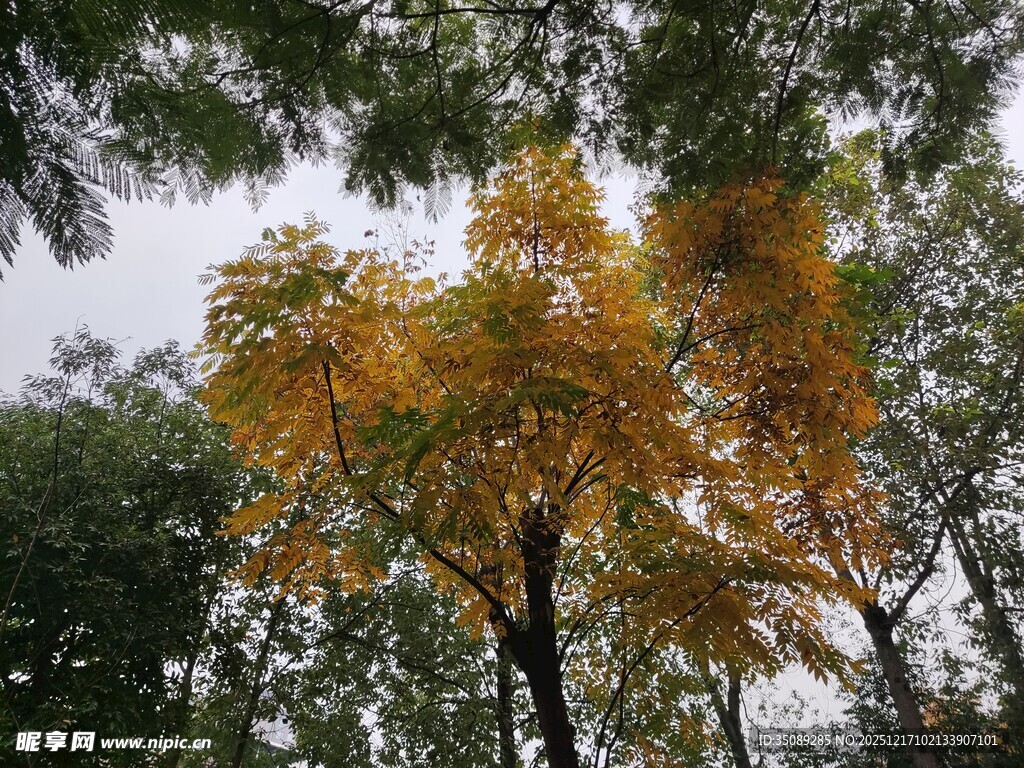 秋日树梢斑斓黄叶