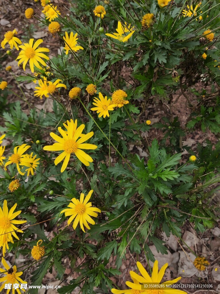 黄色小花绽放于绿叶间