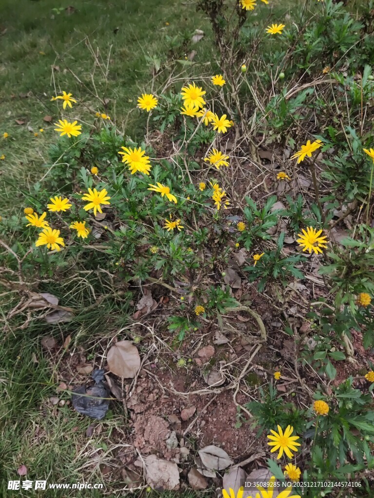 草地上的黄色小花绽放