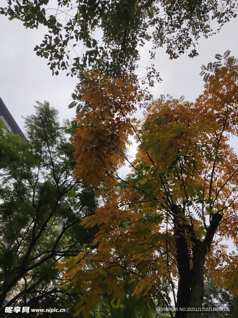 秋日斑斓树木景致