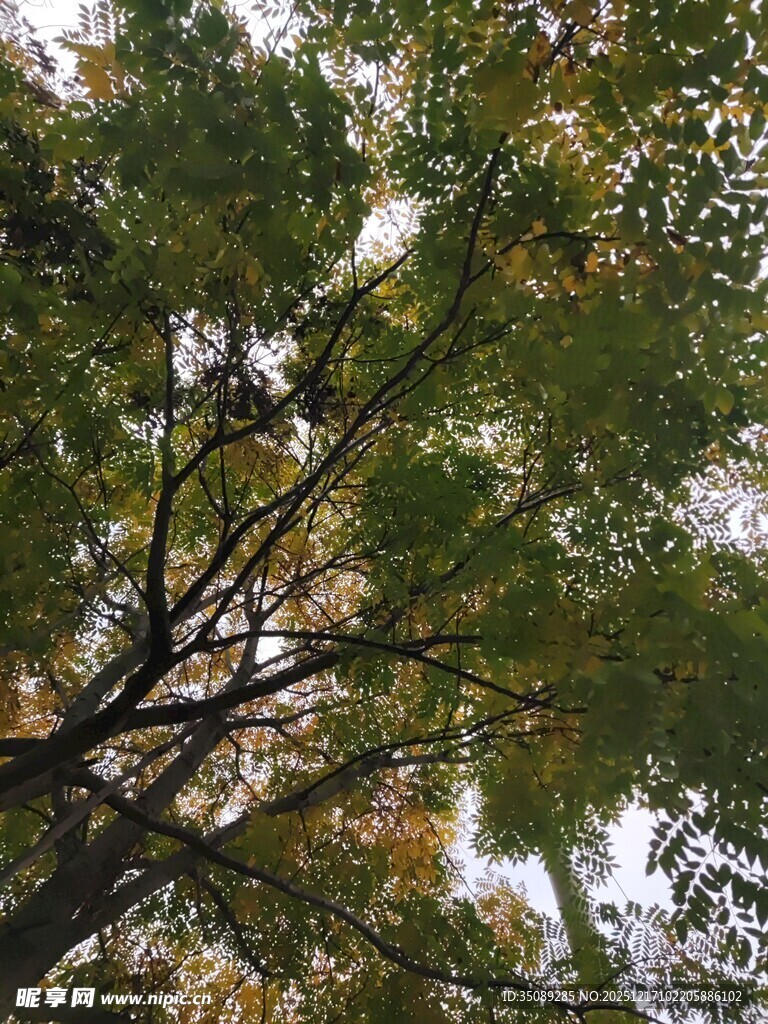 仰视茂密枝叶间的天空