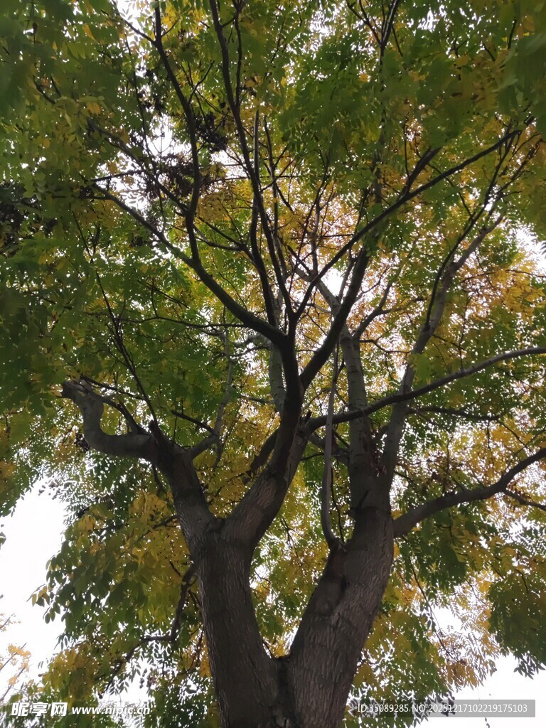 仰视下的繁茂大树