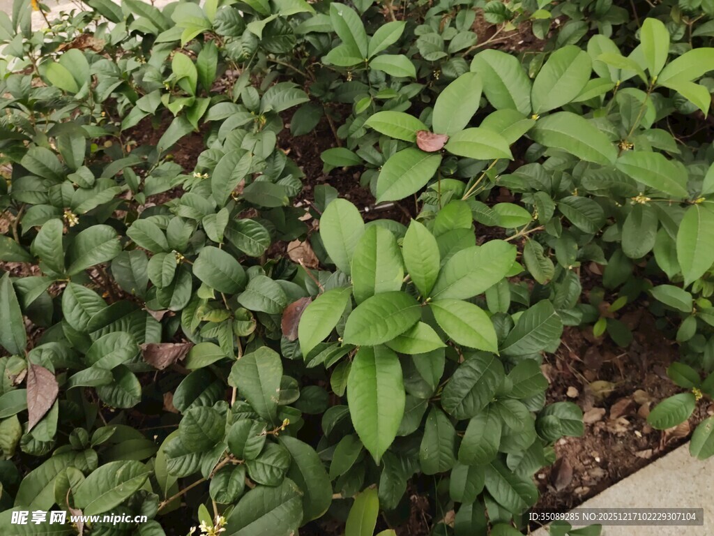 绿叶繁茂的植物景观